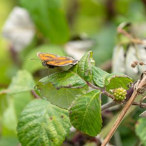Gatekeeper / Hedge brown butterfly, wild, UK