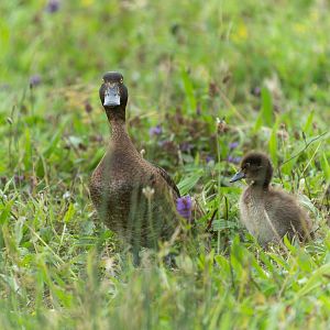 Tufted duck and duckling, wild, UK