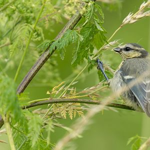 Eurasian Blue tit, juvenile, wild, UK