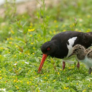 Oystercatcher and chick, wild, UK