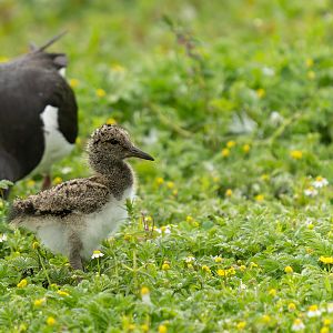 Oystercatcher and chick, wild, UK