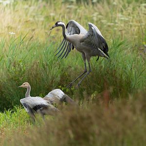 Eurasian crane and juvenile, wild, UK