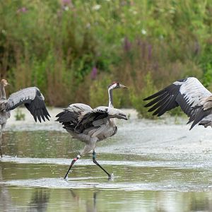 Eurasian cranes and juvenile, wild, UK