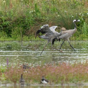 Eurasian crane and juveniles, wild, UK