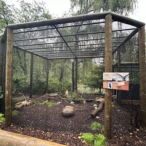 Turkey Vulture Exhibit