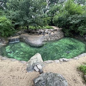 African Penguin Exhibit