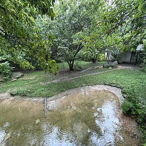 Dingo Exhibit - Australian Adventure