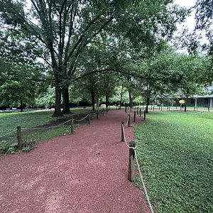 Eastern Gray Kangaroo Exhibit - Australian Adventure