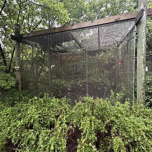 Blue-faced Honeyeater Aviary - Australian Adventure