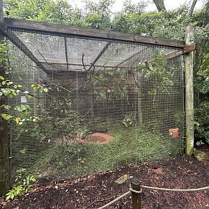 Galah & Masked Lapwing Aviary - Australian Adventure