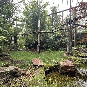 Clouded Leopard Exhibit - Asian Trek