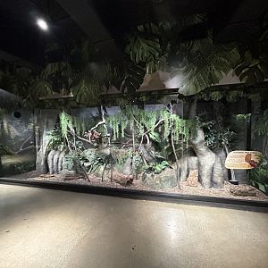 Northern Tree Shrew Exhibit - Asian Trek