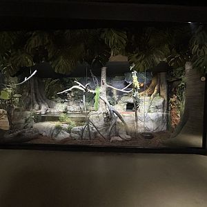 Reticulated Python Exhibit - Asian Trek