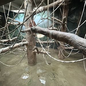 Sumatran Orangutan Exhibit - Asian Trek