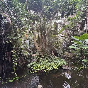 Jungle Dome Aviary - Asian Trek