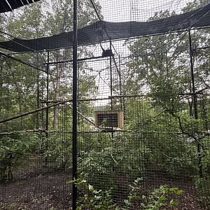 Javan Gibbon Exhibit #1 - Asian Trek