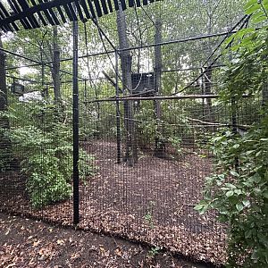 Javan Gibbon Exhibit #2 - Asian Trek