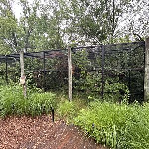 Red-billed Hornbill Aviary - African Journey