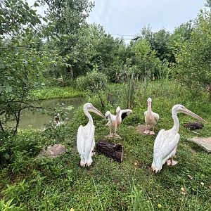 Great White Pelican Exhibit - African Journey