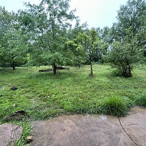 Spotted Hyena Exhibit - African Journey