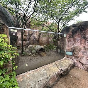 Bat-eared Fox Exhibit - African Journey