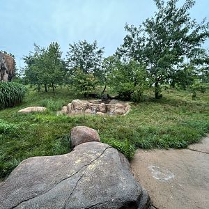 African Lion Exhibit - African Journey