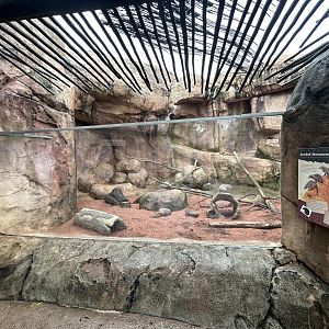 Banded Mongoose Exhibit - African Journey