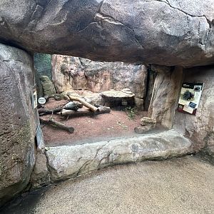 Cape Porcupine Exhibit - African Journey