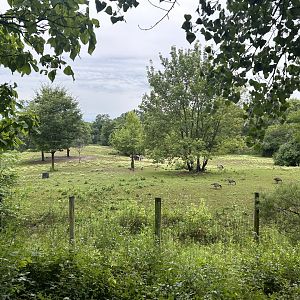 Savanna Exhibit (3 Species) - African Journey
