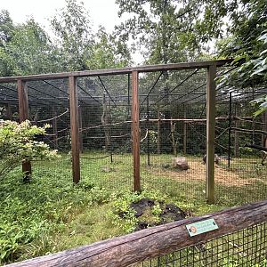 DeBrazza’s Monkey Exhibit - African Journey