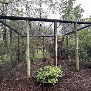 Congo Gray Parrot Aviary - African Journey