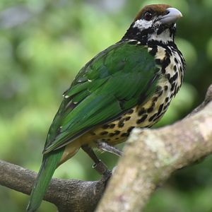 White-eared Catbird (Ailuroedus buccoides)