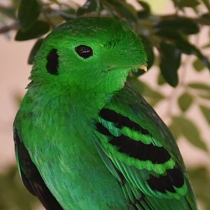Green Broadbill (Calyptomena viridis)