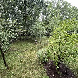 Ruppell’s Griffon Vulture Exhibit - African Journey