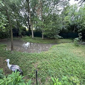 Wattled Crane Exhibit - African Journey
