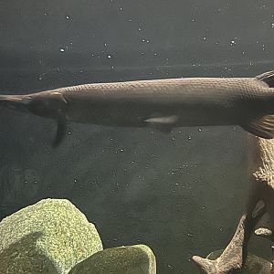 July 2024- Cuban gar