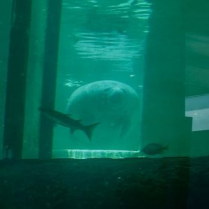Jun. 2024- Florida manatee