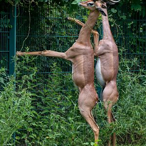 Southern gerenuk (Litocranius walleri walleri)