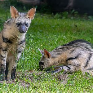 Southern aardwolf (Proteles cristata cristata)