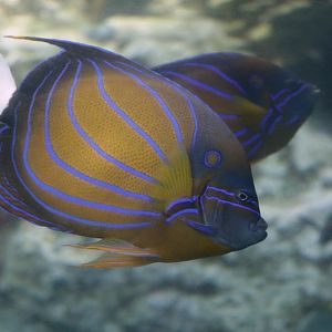 Bluering angelfish (Pomacanthus annularis)