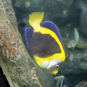 Scribbled angelfish (Chaetodontoplus duboulayi)