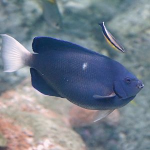 Clipperton angelfish (Holacanthus limbaughi)