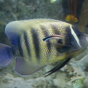 Sixbar angelfish (Pomacanthus sexstriatus)