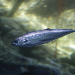 Needlescaled queenfish (Scomberoides tol) ?