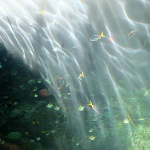 Tropical Pacific Gallery - Tropical Tunnel