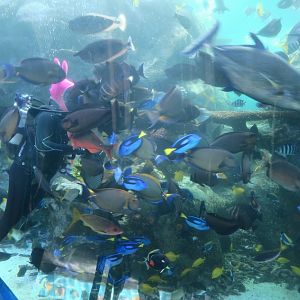 Tropical Pacific Gallery - Tropical Tunnel - Feeding time