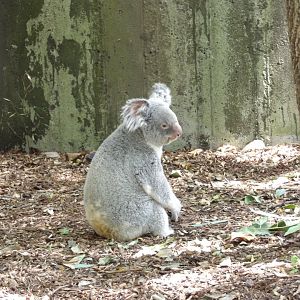 Koala on Ground