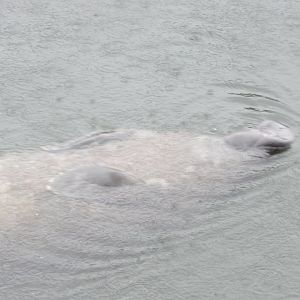 Florida Manatee