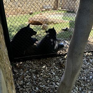 Baylor University Bear Habitat - American Black Bears (7/4/24)