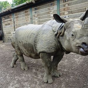 Indian Rhino